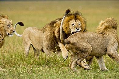 《女神异闻录3 Reload》几乎确定将推出P3F追加剧情DLC